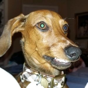 Meet your Posher, Sylvia